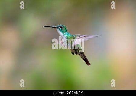 Ein Smaragd-Kolibri mit weißem Chested (Amazilia brevirostris), der in der Luft schwebt und im Hintergrund ein Palmenblatt verwischt. Stockfoto