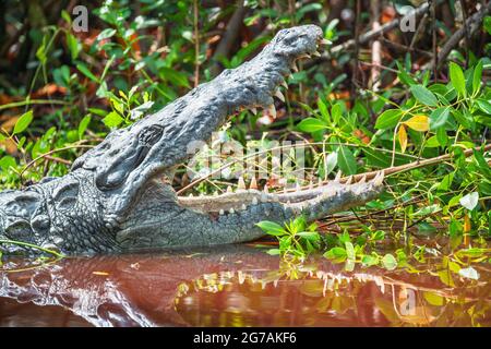 Amerikanischer Alligator (Alligator missipiensis), der seine Kiefer öffnet, Sanibel Island, J.N. Ding Darling National Wildlife Refuge, Florida, USA Stockfoto