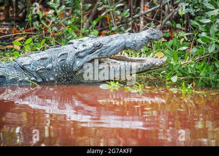 Amerikanischer Alligator (Alligator missipiensis), der seine Kiefer öffnet, Sanibel Island, J.N. Ding Darling National Wildlife Refuge, Florida, USA Stockfoto