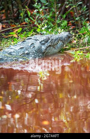 American Alligator (Alligator missipiensis), Sanibel Island, J.N. Ding Darling National Wildlife Refuge, Florida, USA Stockfoto