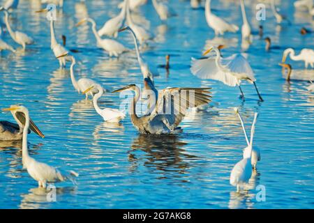 Silberreiher (Casmerodius albus) und Blaureiher (Ardea herodias) auf der Suche nach Fischen in einem Teich, Sanibel Island, Florida, Vereinigte Staaten von Amerika, Stockfoto