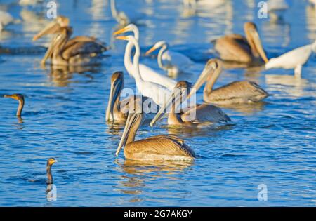 Gruppe brauner Pelikane (Pelecanus occidentalis) und Silberreiher (Ardea alba), Angeln auf Sanibel Island, J.N. Ding Darling National Wildlife Refuge Florida, USA Stockfoto