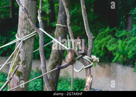 Affen im Affenpark De Apenheul in den Niederlanden. Stockfoto