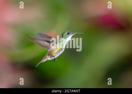 Ein Smaragd-Kolibri mit weißem Chested (Amazilia brevirostris), der in der Luft schwebt und einen verschwommenen Hintergrund aufweist. Tropischer Vogel in freier Wildbahn. Vogel im Flug. Stockfoto