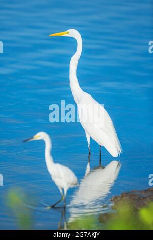 Schneeeiher (Egretta thula) und Silberreiher (Ardea alba) auf der Suche nach Nahrung, Sanibel Island, J.N. Ding Darling National Wildlife Refuge, Florida, USA Stockfoto