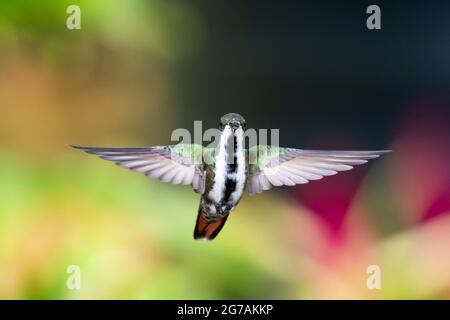 Ein weiblicher Schwarzkehlchen-Mango-Kolibri (Anthracothorax nigricollis) schwebt mit ausgebreiteten Flügeln und blickt auf die Kamera mit einem farbenfrohen Hintergrund. Stockfoto