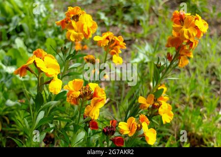 Der Goldlack (Erysimum cheiri) Stockfoto