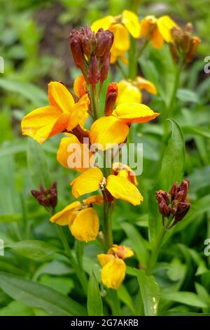 Der Goldlack (Erysimum cheiri) Stockfoto