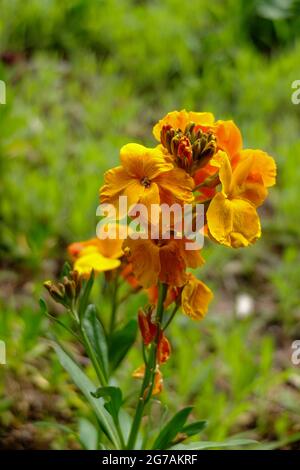 Der Goldlack (Erysimum cheiri) Stockfoto