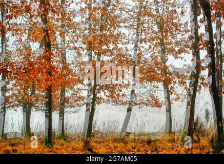 Junge Birken im Herbst, Wald bei Dachau, Oberbayern, Bayern, Deutschland, Europa Stockfoto