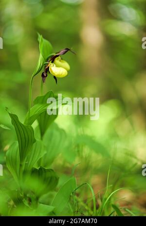 Orchideen, Frauenschuh, (Cypripedium calceolus), im Wald, Deutschland, Stockfoto