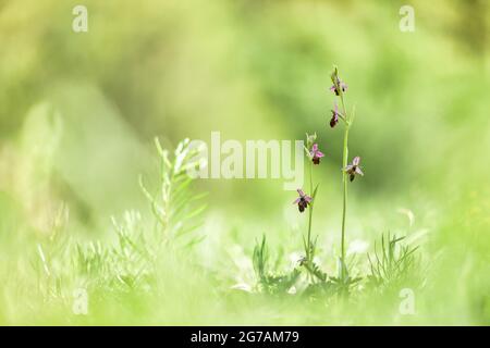 Bienenragkraut (Ophrys apifera), Deutschland Stockfoto