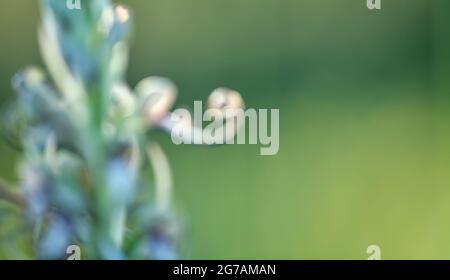 Buck-belt-Zunge, (Himantoglossum hircinum) wilde Orchidee in einem Naturschutzgebiet, Taubertal, Bad Mergentheim, Baden-Württemberg, Deutschland, Europa Stockfoto