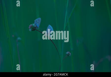 Makroaufnahme eines Blauen (Polyommatus icarus) auf einer Pflanze Stockfoto