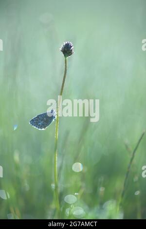 Makroaufnahme eines Blauen (Polyommatus icarus) auf einer Pflanze Stockfoto