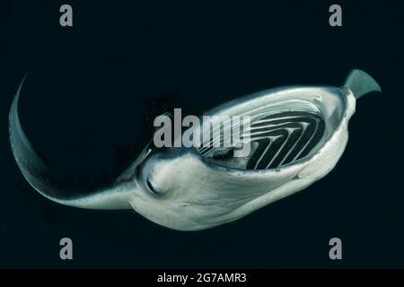 Manta-Strahlen (Mobula birostris, SYN.: Manta birostris), eine Art Strahl aus der Familie der Teufelsrochen, sind die größten Strahlen in den Ozeanen Stockfoto