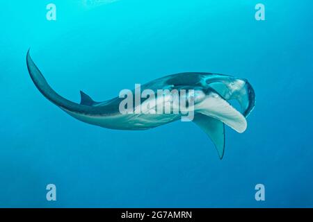 Manta-Strahlen (Mobula birostris, SYN.: Manta birostris), eine Art Strahl aus der Familie der Teufelsrochen, sind die größten Strahlen in den Ozeanen Stockfoto