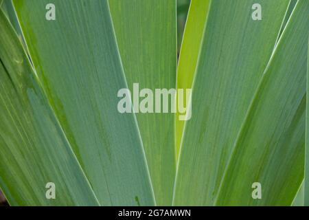 Hohe bärtige Iris (Iris barbata-elatior), Blatt Stockfoto