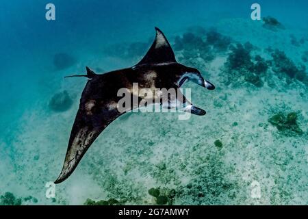 Manta-Strahlen (Mobula birostris, SYN.: Manta birostris), eine Art Strahl aus der Familie der Teufelsrochen, sind die größten Strahlen in den Ozeanen Stockfoto