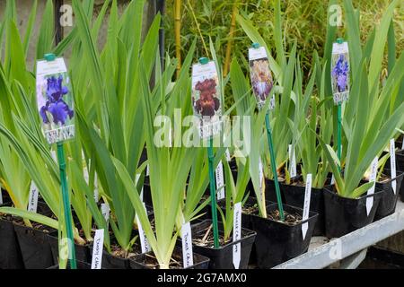 Große bärtige Iris (Iris barbata-elatior), in Töpfen Stockfoto