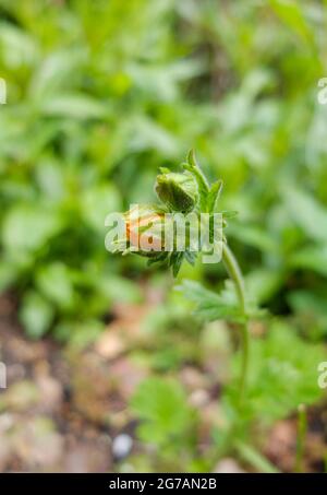 Nelkenwurzel (Geum coccineum) „Cooky“ Stockfoto