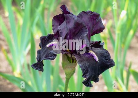Hohe bärtige Iris (Iris barbata-elatior), Kultivar „Hier kommt die Nacht“ Stockfoto