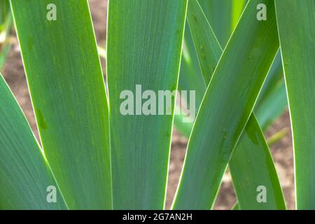 Hohe bärtige Iris (Iris barbata-elatior), Blatt Stockfoto