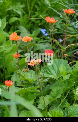 Nelkenwurzel (Geum coccineum) „Cooky“ Stockfoto