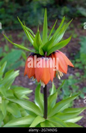 Kaiserkrone (Fritillaria imperialis) „Rubra“ Stockfoto