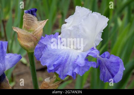 Große bärtige Iris (Iris barbata-elatior), Kultivar „in Ruhm gekleidet“ Stockfoto