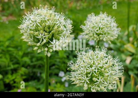 Zierzwiebeln (Allium) „Mont Everest“ Stockfoto