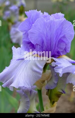 Hohe bärtige Iris (Iris barbata-elatior), Kultivar „Aviator Wings“ Stockfoto