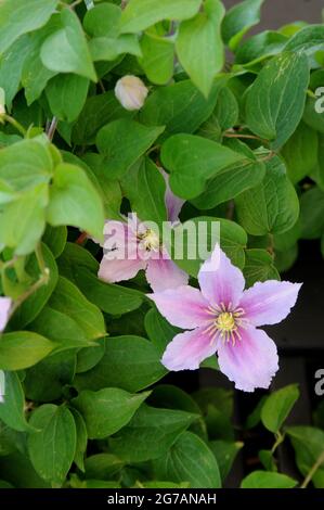 Kastrup/Dänemark. 10. Juli 2021,Stern in Kastrup Dänemark mit weißen und violetten Blumen und einer Laubhose. (Foto..Francis Joseph Dean/Dean Picturs Stockfoto