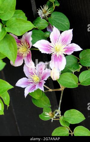 Kastrup/Dänemark. 10. Juli 2021,Stern in Kastrup Dänemark mit weißen und violetten Blumen und einer Laubhose. (Foto..Francis Joseph Dean/Dean Picturs Stockfoto