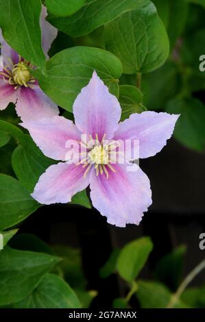 Kastrup/Dänemark. 10. Juli 2021,Stern in Kastrup Dänemark mit weißen und violetten Blumen und einer Laubhose. (Foto..Francis Joseph Dean/Dean Picturs Stockfoto