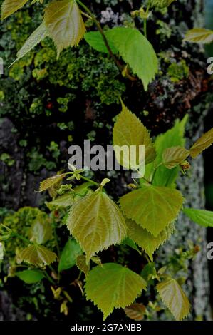 Kastrup/Dänemark. 10. Juli 2021,Lassen Sie Pflanzen auf der Straße wachsen und Baum wird grün in Kastrup Dänemark. (Foto..Francis Joseph Dean/Dean Bilder) Stockfoto