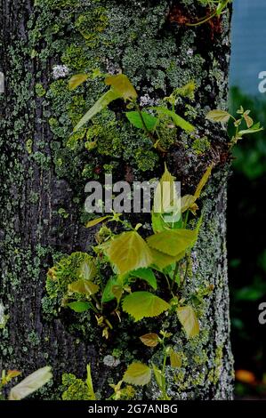 Kastrup/Dänemark. 10. Juli 2021,Lassen Sie Pflanzen auf der Straße wachsen und Baum wird grün in Kastrup Dänemark. (Foto..Francis Joseph Dean/Dean Bilder) Stockfoto