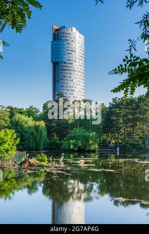 Wien, Florido Tower, Graureiher (Ardea cinerea), See im Park Wasserpark im Jahr 21. Floridsdorf, Wien / Wien, Österreich Stockfoto