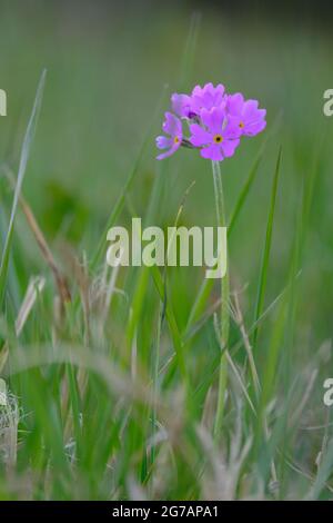 Mealy Cowslip, Primula farinosa, Mehlprimel, Stockfoto