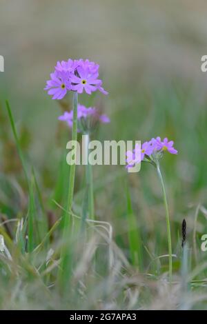 Mealy Cowslip, Primula farinosa, Mehlprimel, Stockfoto