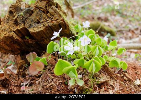 Sauerklee (Oxalis Acetosella) Stockfoto