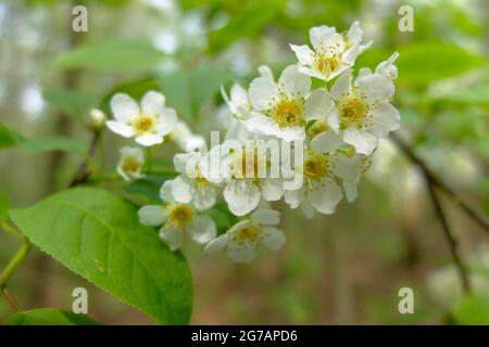 Birkenkirsche (Prunus padus, Padus avium) in Blüte Stockfoto