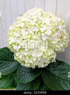 Riesige Gartenhortensie „unglaublich“ (Hydrangea arborescens) Stockfoto