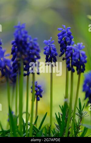 Kleine Traubenhyazinthe, Muscari botryoides, Traubenhyazinthe Stockfoto
