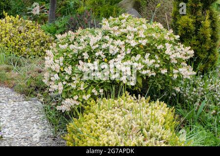 Schneeheide (Erica carnea) „Isabell“ Stockfoto