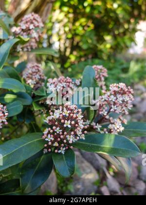 Die japanische Skimmia 'Rubella' (Skimmia japonica) Stockfoto