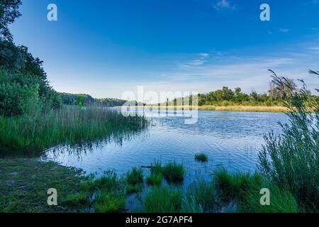 Wien, Oxbowsee Kühlwörter Wasser in Lobau, Teil des Nationalparks Donau-Auen (Donau-Auen Nationalpark) im Jahr 22. Donaustadt, Wien / Wien, Österreich Stockfoto