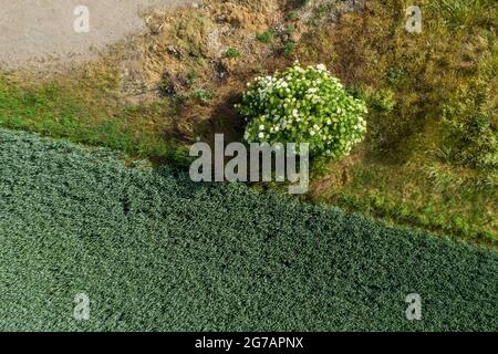 Blühende Holunderbeere Stockfoto