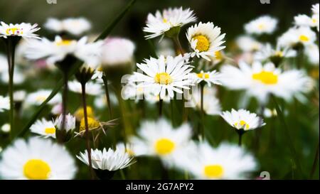 Wiese mit Gänseblümchen in Fleury d'Aude im Frühjahr. Stockfoto