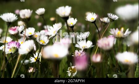 Wiese mit Gänseblümchen in Fleury d'Aude im Frühjahr. Stockfoto